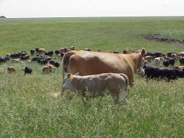 cattle range management